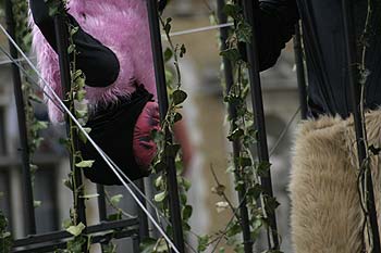 Jeune chat rose tête en bas en cage - Kattenstoet 2006 - fête des chats - Ieper - Ypres - © Norbert Pousseur