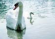 Cygne et petit à Vaires - © Norbert Pousseur