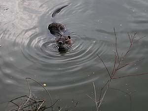 Ragondin, vers la berge de Torcy (Myocastor coypus) - © Norbert Pousseur