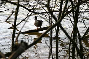 Canard sur rive arborée à hauteur de Pomponne - © Norbert Pousseur