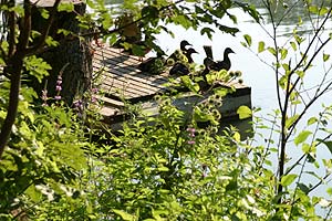 Canards sur jetée de pêche à Vaires - © Norbert Pousseur