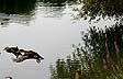 Canards volant au dessus de l'eau à Vaires - © Norbert Pousseur