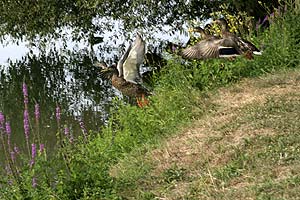 Canards sur jetée de pêche à Vaires - © Norbert Pousseur