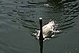 Cygne à Vaires - © Norbert Pousseur