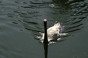 Cygne et petit à Vaires