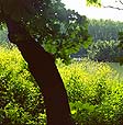 Coin de Marne à Vaires - © Norbert Pousseur