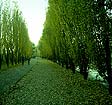 Allée - promenade  de peupliers à Bry