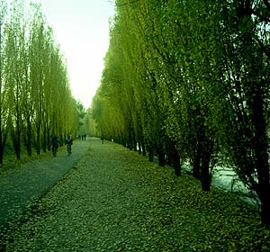 Allée - promenade  de peupliers à Bry