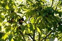 Noix dans les branches - © Norbert Pousseur