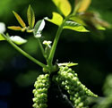 Inflorescences de noix - © Norbert Pousseur