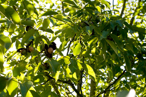 Noix dans les branches  - © Norbert Pousseur