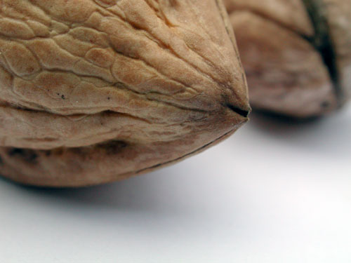 Pointe de coque de noix - © Norbert Pousseur