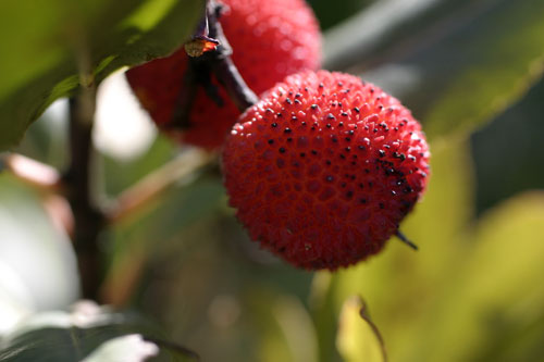 Red arbutus berry - © Norbert Pousseur
