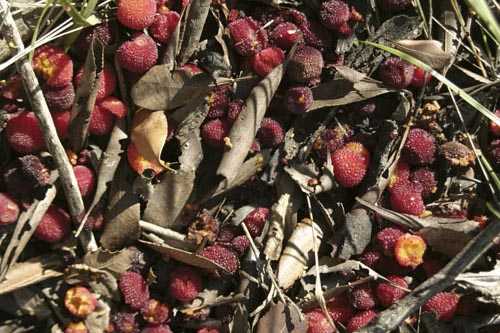 Arbutus berries on the ground - © Norbert Pousseur