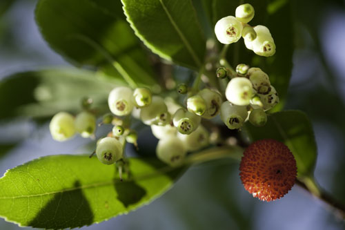 Arbutus berry and flowers of strawberry tree - © Norbert Pousseur
