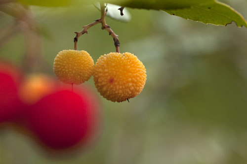 Arbutus berries orange - © Norbert Pousseur