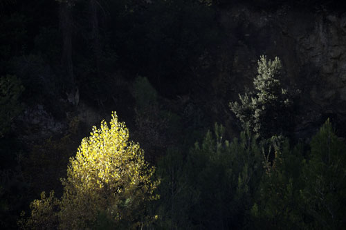 Elm in autumn - © Norbert Pousseur