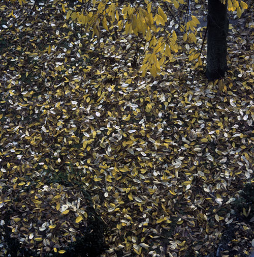Cherry tree losing its leaves - © Norbert Pousseur