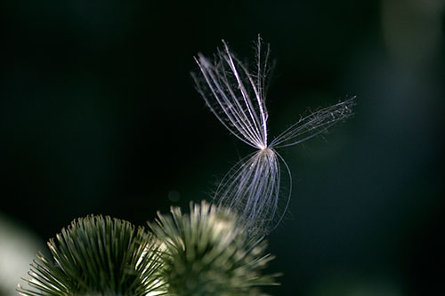 Seed of freedom in color - © Norbert Pousseur