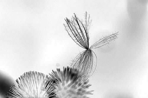 Seed of freedom - © Norbert Pousseur