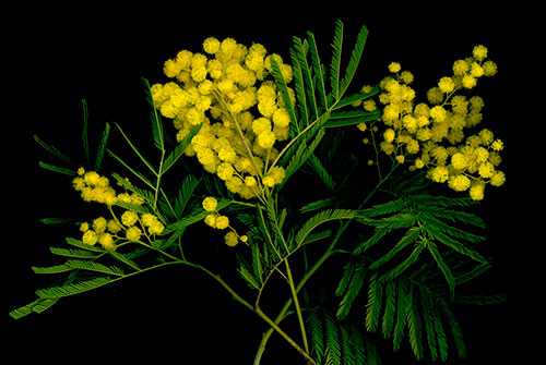 Bouquet of mimosas - © Norbert Pousseur