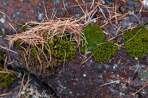 Mosses on rock - © Norbert Pousseur