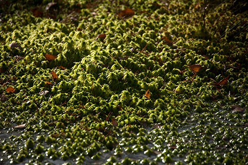 Mosses beds - © Norbert Pousseur