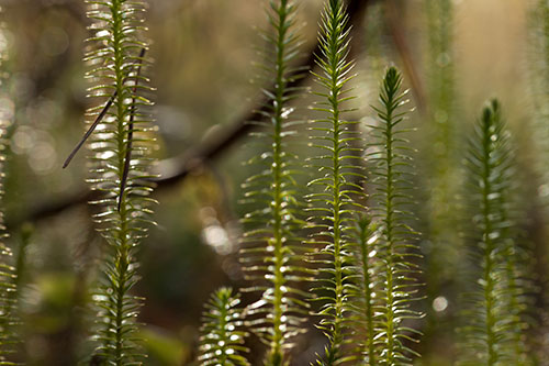 Mosses curtain - © Norbert Pousseur