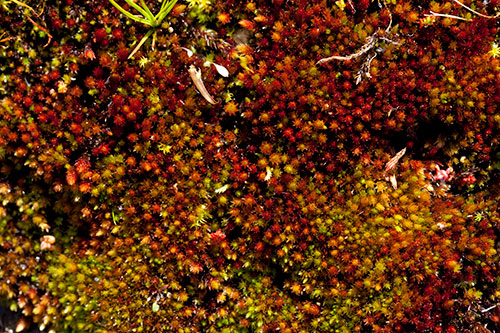 Provençal water mosses - © Norbert Pousseur