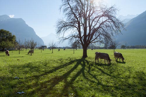 Pasture in the valley of Altdorf - © Norbert Pousseur