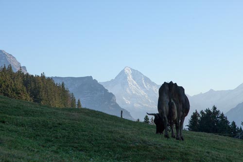 Cow grazing at sunset - © Norbert Pousseur