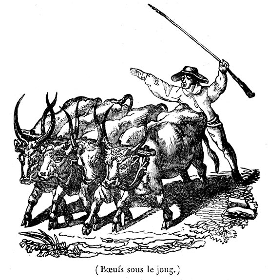 4 oxen under the yoke - reproduction © Norbert Pousseur