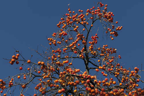 Tree filled with persimmons - © Norbert Pousseur