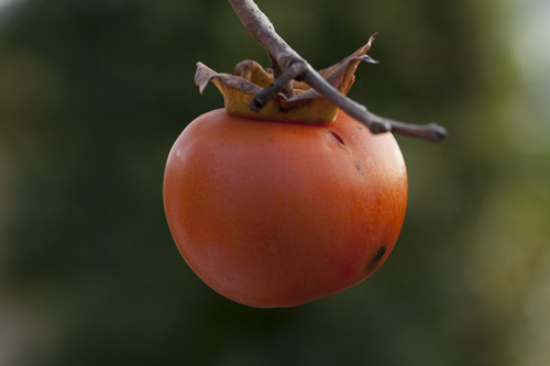 Persimmon on its branch - © Norbert Pousseur