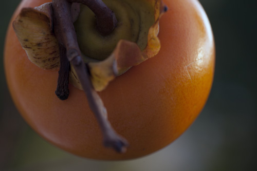 Persimmon and its tie - © Norbert Pousseur