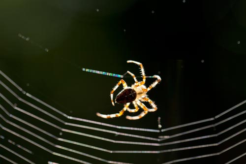 Spider pulling its thread - © Norbert Pousseur