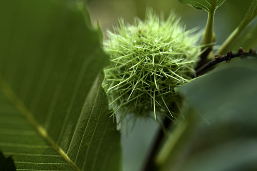 Young burr of sweet chestnut tree - © Norbert Pousseur