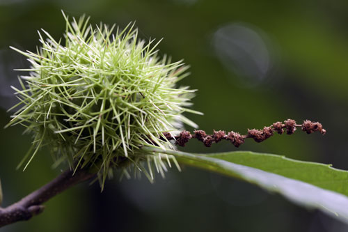 Chestnut burr and its flowery stalk - © Norbert Pousseur