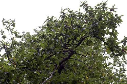 Branch of sweet chestnut tree covered with burr - © Norbert Pousseur