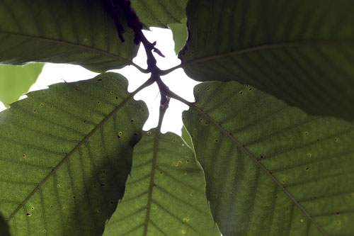 Bunch of  leaves  of sweet chestnut tree - © Norbert Pousseur