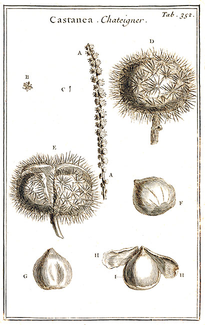 Sweet chestnut tree, engraving of 1700 by Joseph Pitton de Tournefort - reproduction Norbert Pousseur