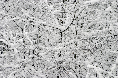 Shrubby bushes in the snow - © Norbert Pousseur