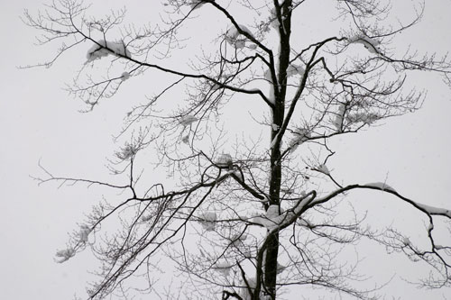 Silhouette of winter tree- © Norbert Pousseur