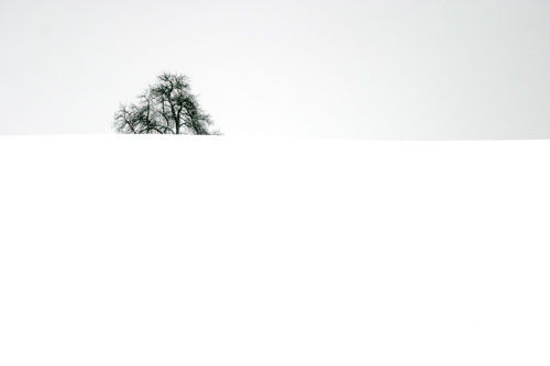 Fruit tree in winter - © Norbert Pousseur