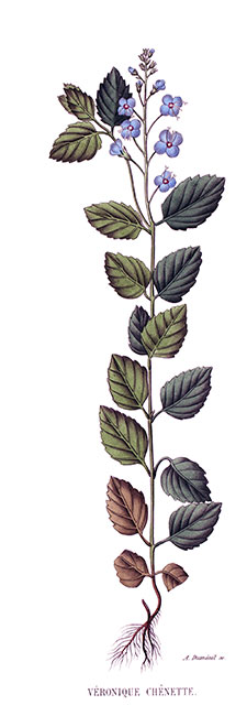 Veronica litte oak, engraving of A Duménil ( 1871 ), reproduction © Norbert Pousseur