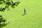 Homme marchant sur la pelouse d'un parc - © Norbert Pousseur