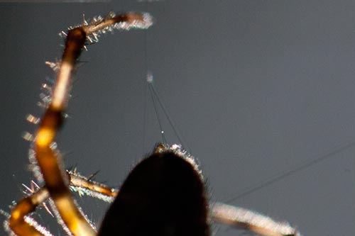 Fibrilles de soie d'araignée - © Norbert Pousseur
