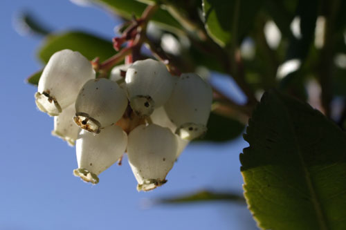 Fleurs d'arbousier - © Norbert Pousseur