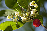 Fruit d'arbouse et en fleurs - © Norbert Pousseur