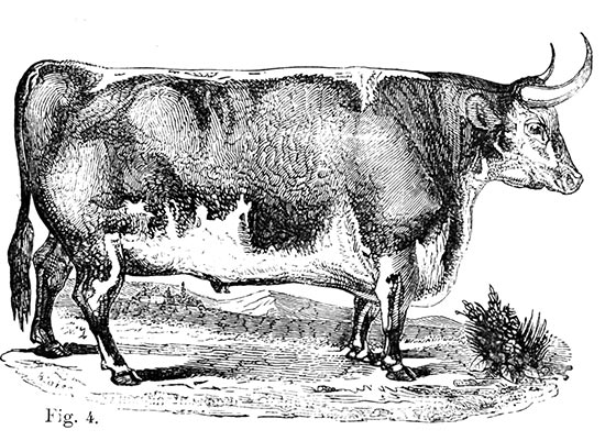 Bœuf  d’Hereford - reproduction © Norbert Pousseur